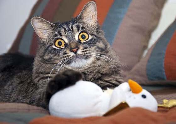 WRC巴西站:雨林中的泥泞PK赛,巴西经典比赛